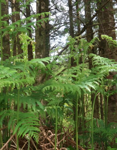Ferns growing in a forest