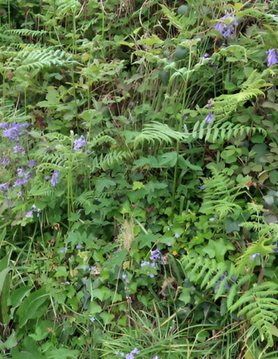 Bluebells and ferns in a woodland