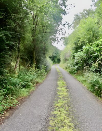 Country lane lined with lush green foliage