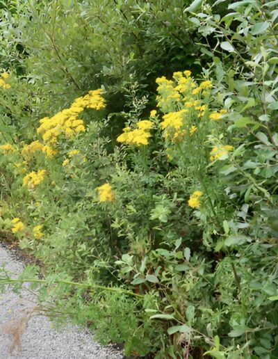 Yellow wildflowers beside a road
