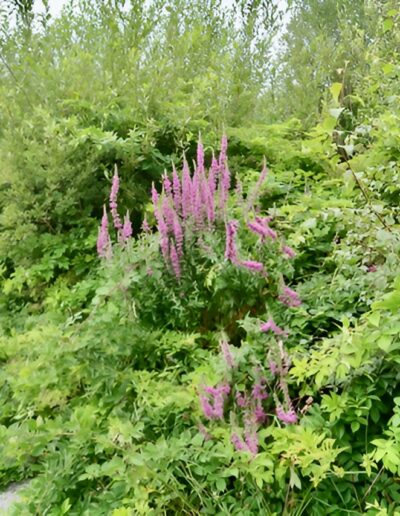 Purple wildflowers in lush green foliage