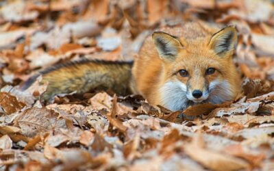 Call to End Cruel Blood Sports in Ireland