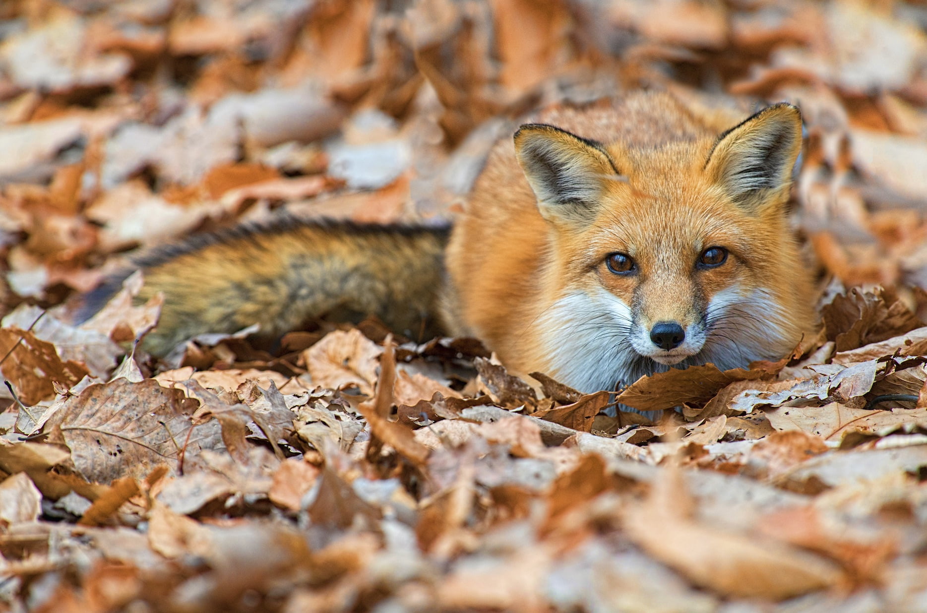 Red fox hidden in autumn leaves