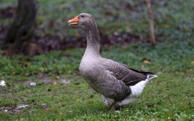 “Sustainable Hunting”