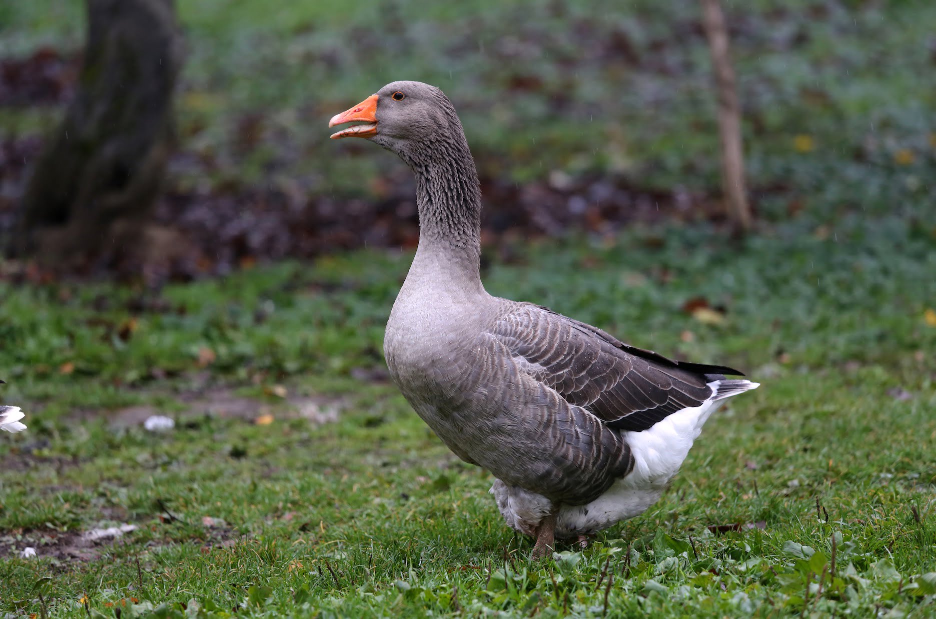 Gray goose standing in grassy field