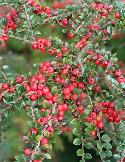 Close-up of a Cotoneaster shrub laden with bright red berries.
