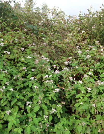Dense thicket of flowering plants with small white blooms