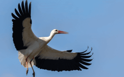 News from Knepp