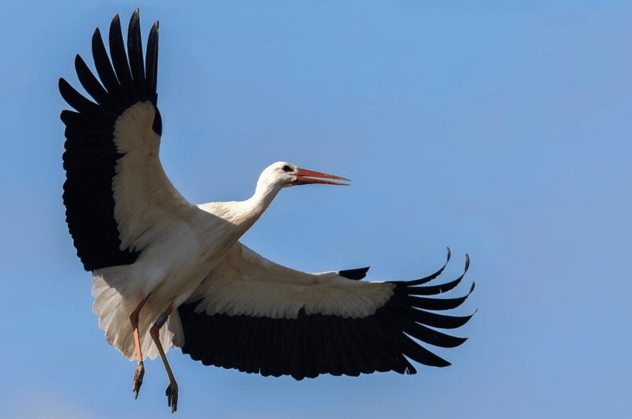 Header News From Knepp White stork in flight against a clear blue sky at Knepp.