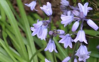 Spring has Sprung!