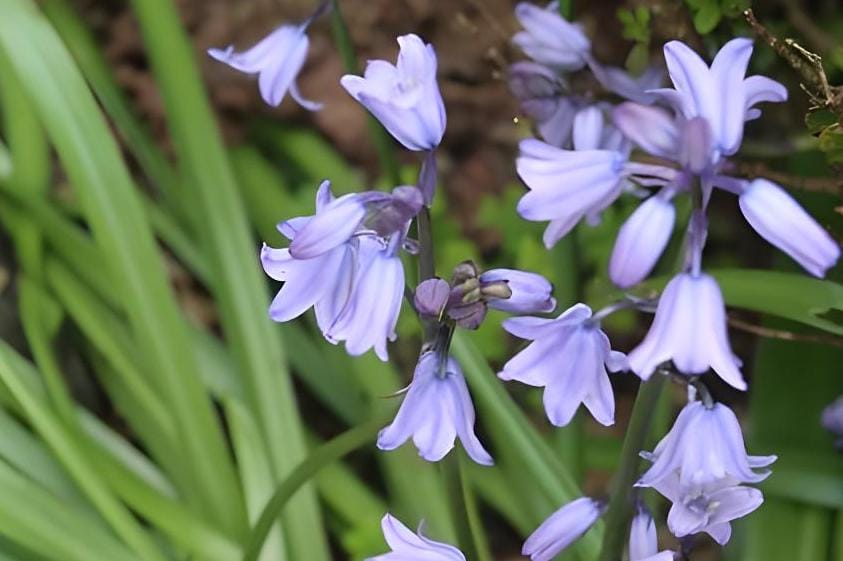 Close-up of delicate light purple spring flowers in bloom.
