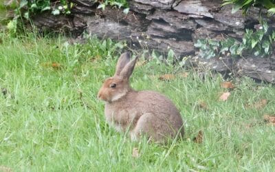 Summer: Hares Move into the ARK