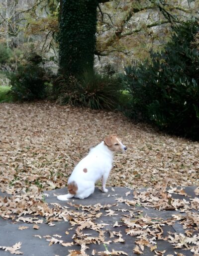 White dog sitting amongst autumn leaves
