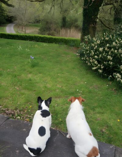 Two dogs sitting in a garden