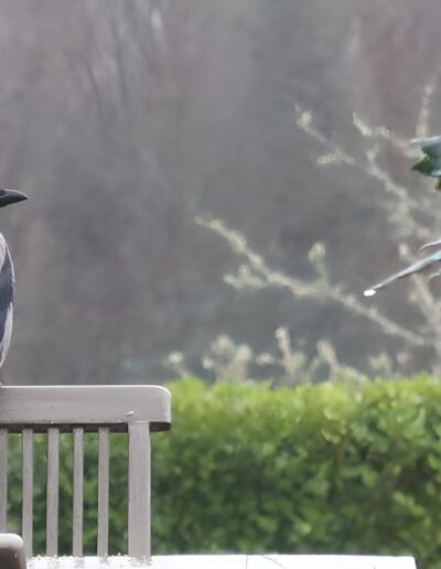 Crow on a bench in the rain