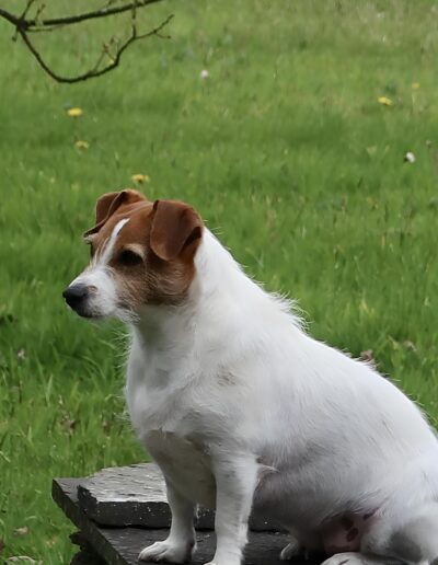 Jack Russell terrier sitting outdoors