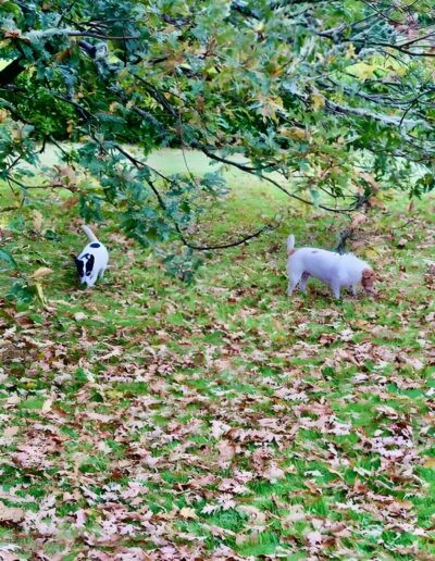 Two dogs exploring a leaf-covered lawn