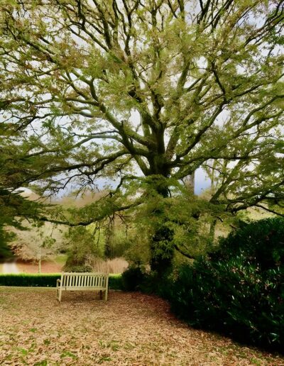 Park bench under large tree