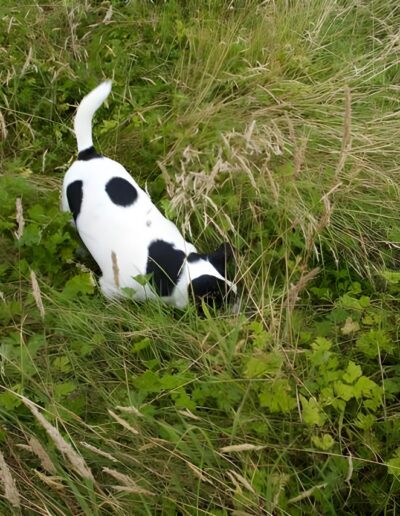 Black and white dog sniffing in grass