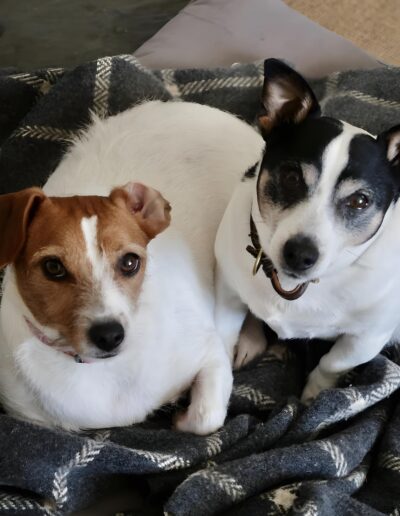 Two Jack Russell terriers resting on a blanket.