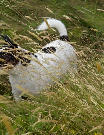 White dog with black spots in tall grass