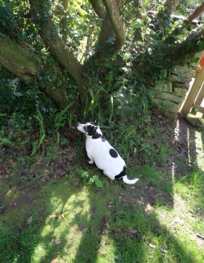 Black and white dog sitting in shade