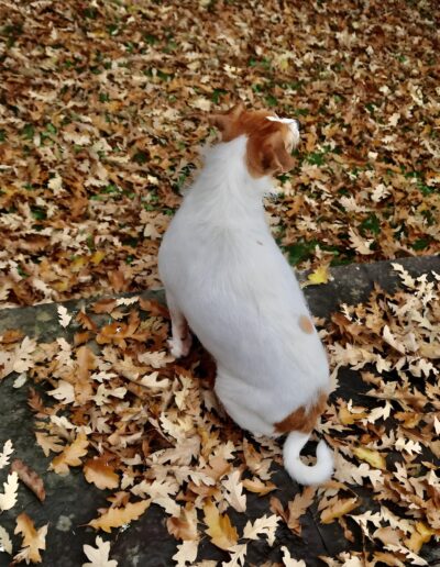 Dog sitting on autumn leaves