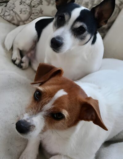 Two Jack Russell Terriers resting on a blanket
